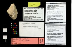 Foto (Objekt + Etikett) von Galatheites aiola (Robins, Feldmann, Schweitzer & Bonde, 2016)  (NHMW-GEO-1990-0041-3256)